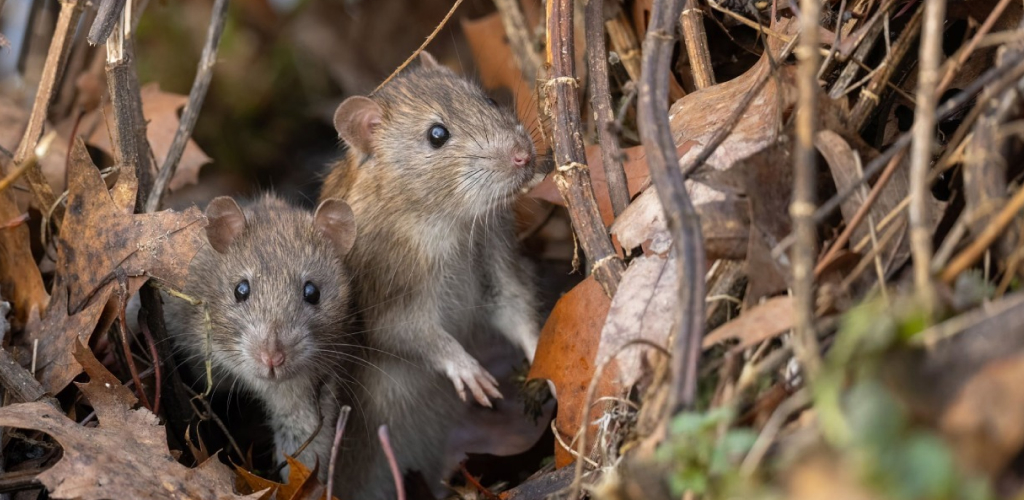Shocking Hantavirus Survivor-01
