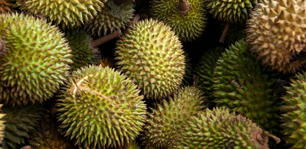 Why $20 Durians Are Now Being Sold at Half Price: Malaysia's Durian Oversupply Shocks Farmers and Delights Consumers
